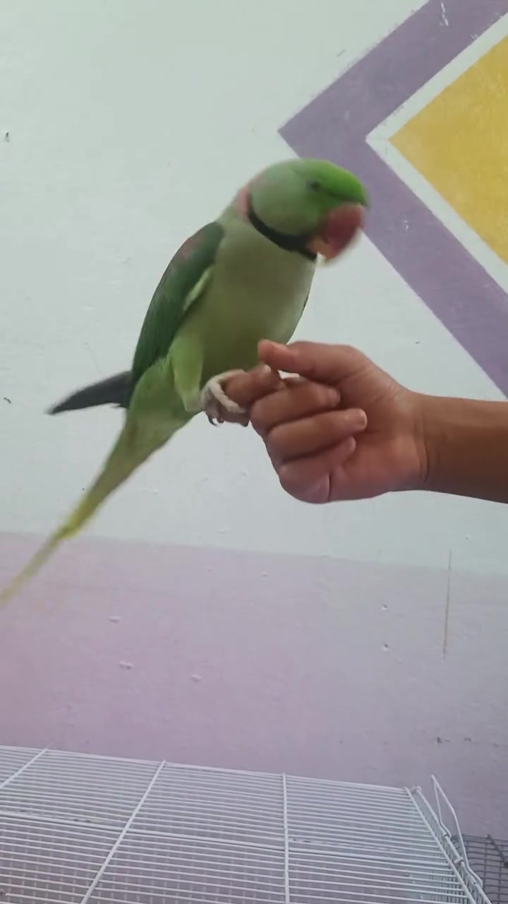 للبيع دره نيبالي اليف ومتكلم الاستفسار على هذا الرقم ***********
