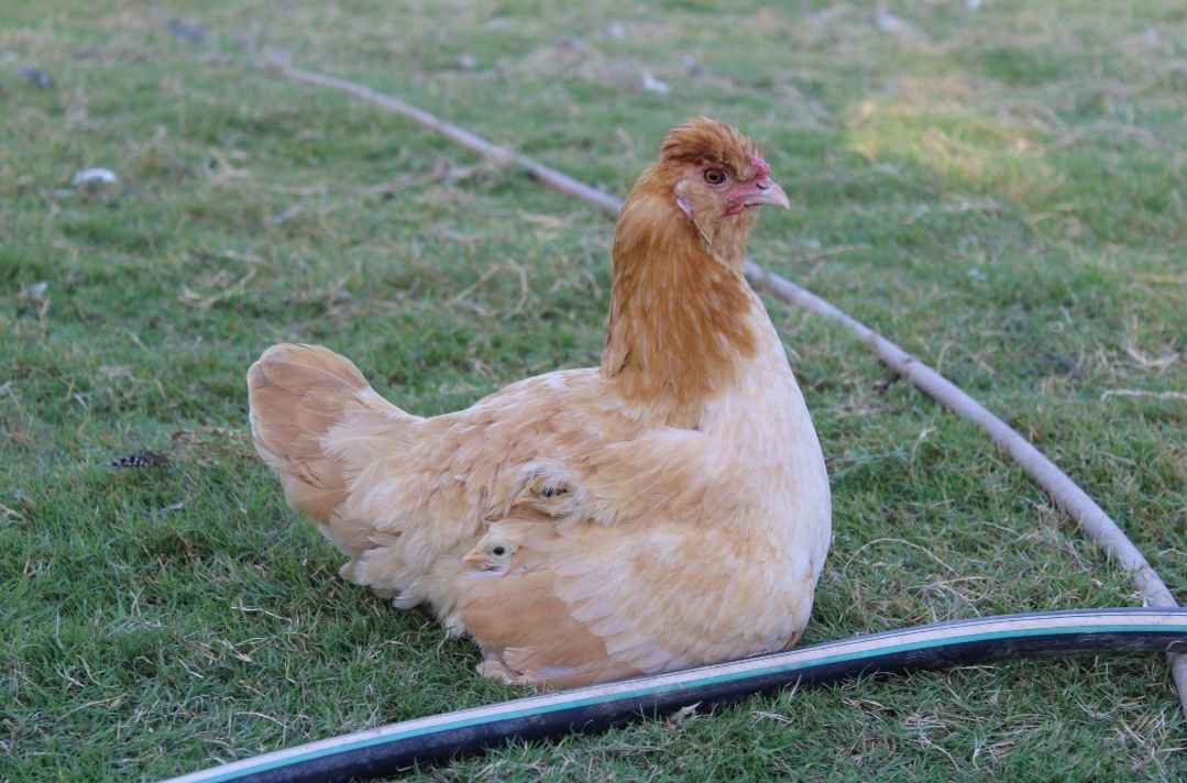 كامرة 
2000D كانون
24 بكسل
بيها رام 64gb
بيها اتصال نت 
العنوان النجف فقط ماكو توصيل السعر 300الف الله شاهد جديدة ما مستعملها كل غراضها موجودة النجف, العراق


**إذا كنت صاحب هذا الإعلان وتريد حذفه لأي سبب، رجاءا أرسل رسالة إلى الدعم الفني**