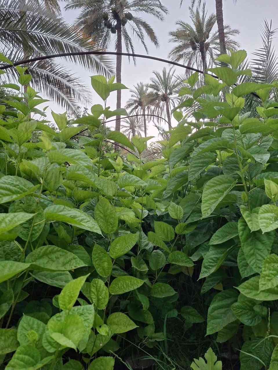 تين بني مسلم الارتفاع متر واقل السعر 2500 العنوان كربلاء قضاء الحسينيه منطقة الابراهيميه *********** توصيل للكميه فقط #الجميع
