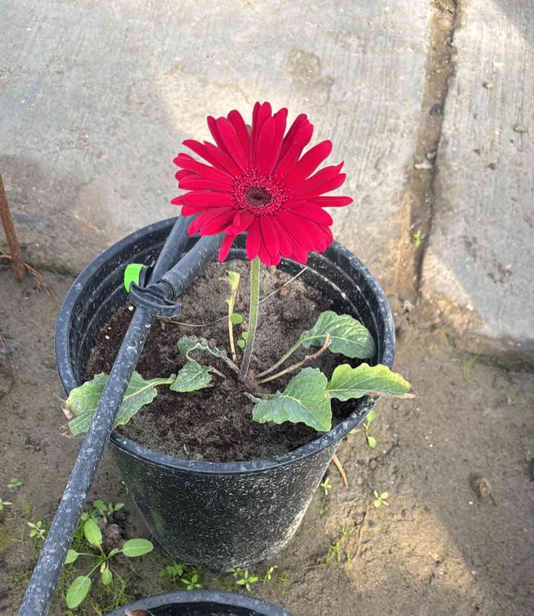 � نباتات جربيرا مزهرة للبيع 🌸
ألوان متعددة (أحمر – وردي – أصفر)
🌱 نباتات قوية وصحية
🌱 مزروعة بعناية داخل بيت زجاجي
🌱 جاهزة للنقل والتسليم

مناسبة للمشاتل والحدائق
العدد محدود

📍للأستفسار ‭0771 509 2935‬
