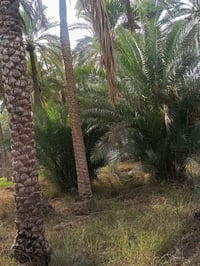 كربلاء الحسينيه • ٤ دونم ونصف • ١٢٠ نخلة