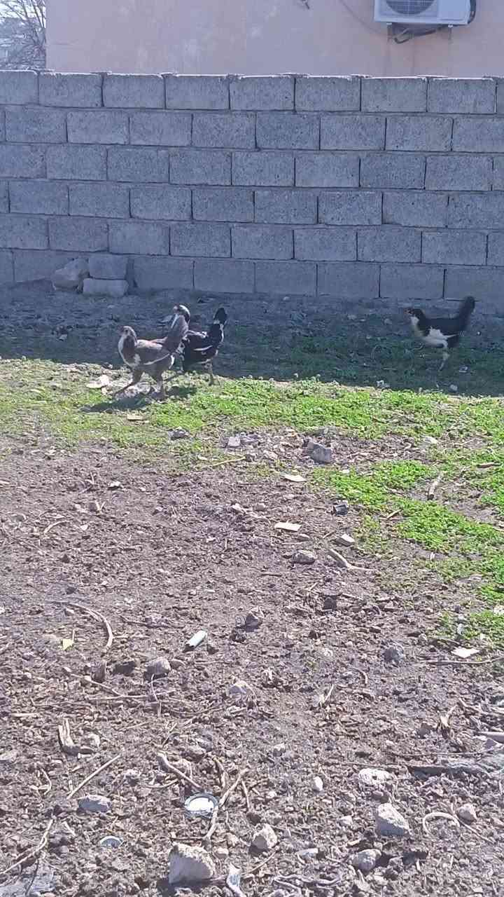 متااح طبقة بيض بوطاني
***********
من هذا الحلال👇
