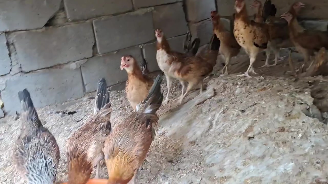 متاح 11 دجاجة 
وديجين دجاج ملقح وكامل سعر مناسب 
مكاني البصره القرنه الشرش 
توصيل موجود


**إذا كنت صاحب هذا الإعلان وتريد حذفه لأي سبب، رجاءا أرسل رسالة إلى الدعم الفني**