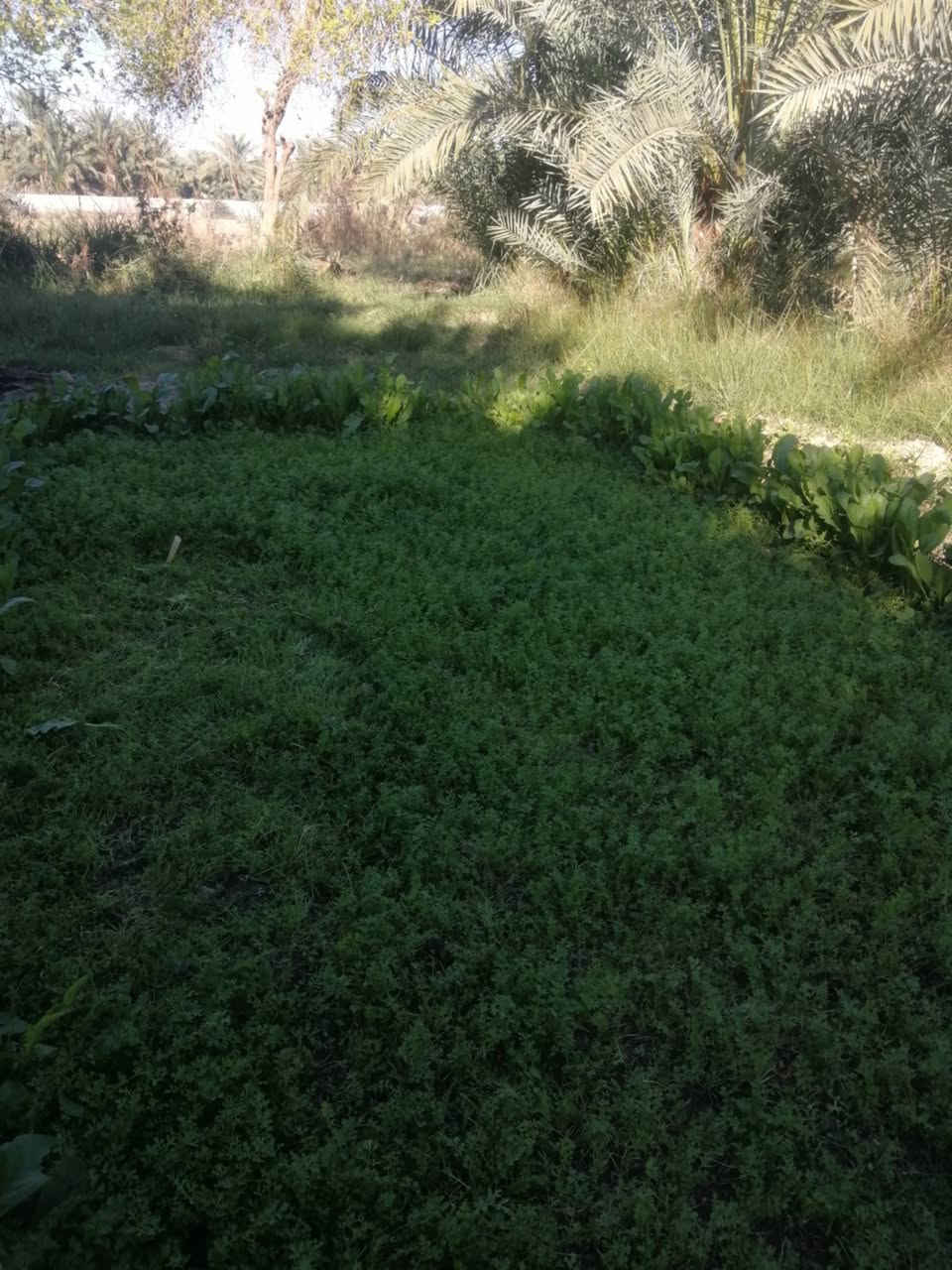 مزرعه للبيع مساحه 6 دونم جاهزه ع اخر حبايه مزروعه نخل شويثي ارقه نوعيه وبريم وكهرباء خطين يطفه واحد يشتخدغل الثاني امبير سحب مي اساله مسيجه ب3 شوارع والجه الرابعه شط البدعه الرئيسي مع بيت غرفتين صالتين مطبخ وصحيات داخليه وصحيات خارجيه وديوانيه 12 متر وحقول حلال ومخزن مزرعه تحفه
رقم ابو مزرعه 
امانه اتكول من طرف المندوبه ياعلي مدد هاي امانه 
***********

 العنوان منطقة ال عواد الرعده قبل شيخ سميع الله يرحمه عل شط عله جهه اليسار شارعنه تبليط منطقت الشط
