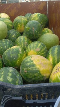 منو محتاج عامل ركي او محل قذاية يراسلني 07892945852