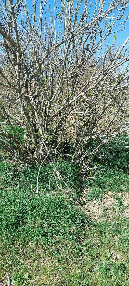 السلام عليكم 
متوفر بيش تين حسب الطلب وحسب الحجم 
متوفر كميات نوعية زينة تين الديرة 
وتريد تجي تشوف وتشلع بيدك 
سعر من الف 1000 وانت صاعد حسب الحجم 
متوفر ماسنجر واتصال *********** بي واتساب
مكان شهربان الهارونية
