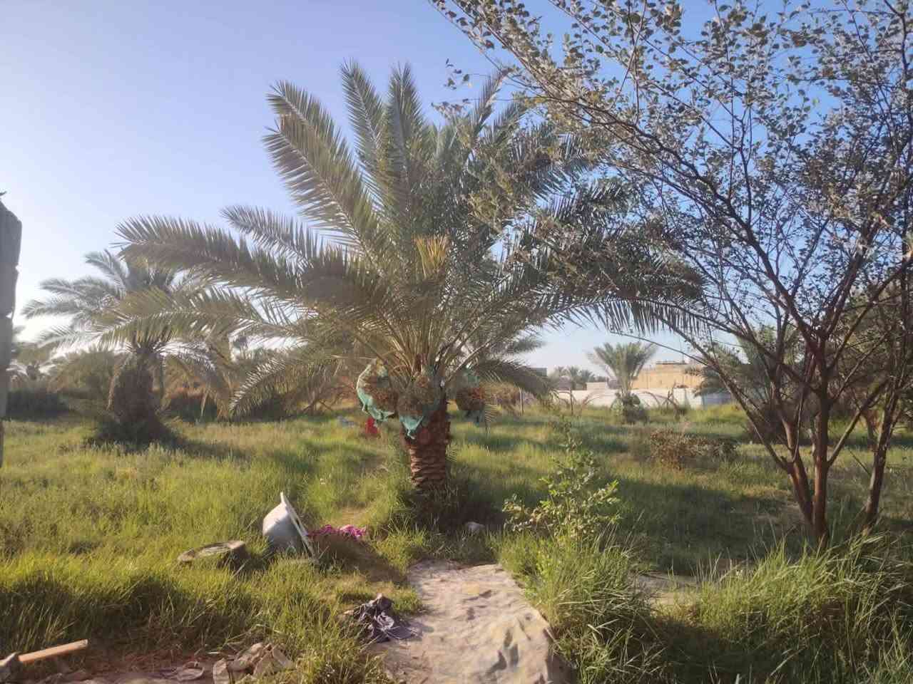 مزرعة اللبيع طابو بستنة مساحة ٣٠٠٠م مع بيت يتكون من ٤غرف نوم وصالة واستقبال ومطبخ وصحيات داخلية وخارجية خدمات كاملة كهرباء وماء اسألة وماء سقي العنوان طريق السنية جهة زوار  تبعد عن شارع العام ١٥٠م للاستفسار عله ***********

