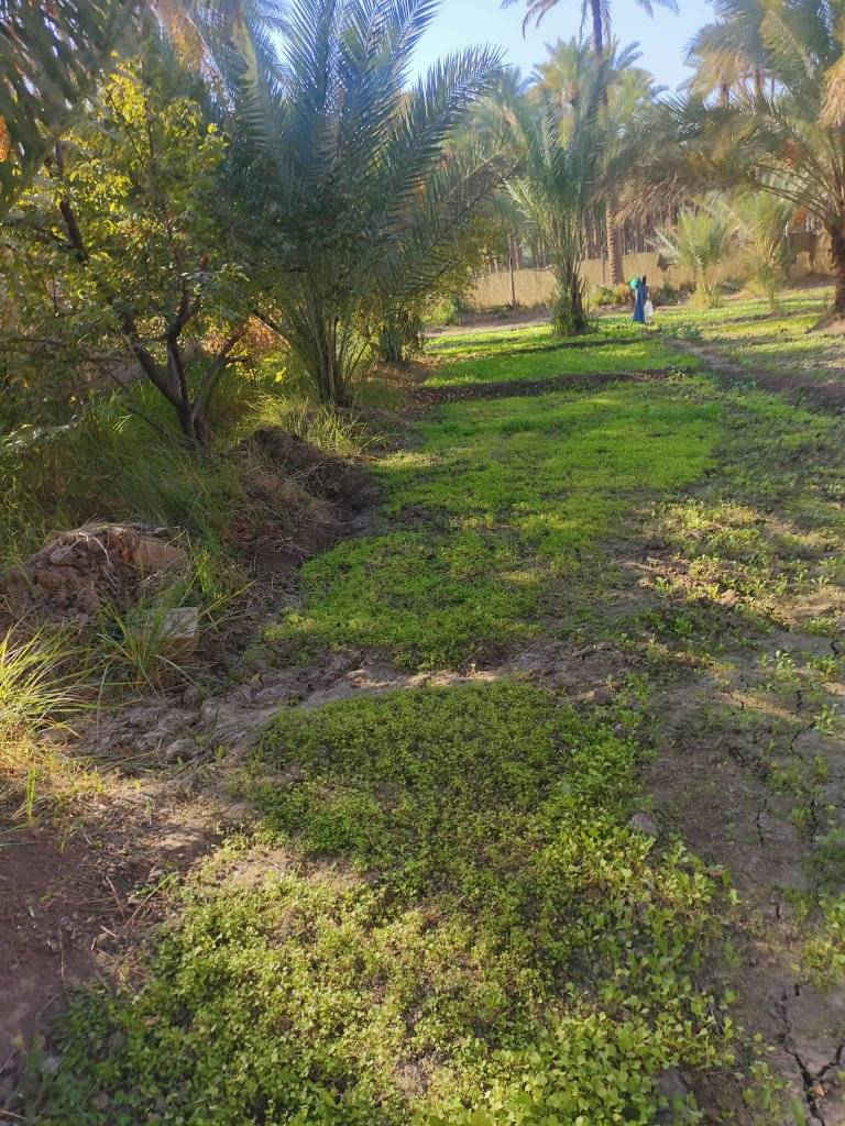 السلام عليكم دونم ونص دونم ونص مباشره بالحسينيه عالشارع مباشره بمنطقه العطيشي قريب على مدرسه السفير منطقه ابو تمر ببيت والمثل ما تشوفوه بستان مرتب وكامل جاهزه خدمات كامله مي مدارس كهرباء مي دلال اي استفسار اتصال بالرقم اللي راح نخليكم اياه بيكم خير وتدللوا وسعره مناسب ان شاء الله ابيع مستعجل اخوان
الاتصال ع الارقام 
***********
***********
