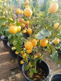 أشجار ليمون • أشجار برتقال • توصيل