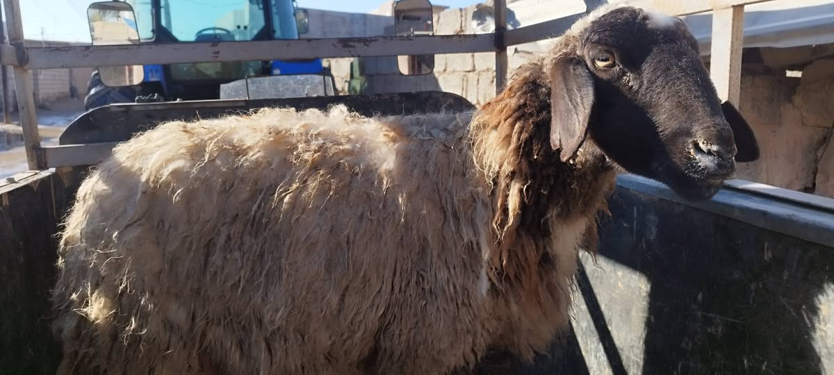 سلام عليكم 
من رخصه الادمن المحترم 
نعجه حاطه عشره  على ميلاد 
10 يام  وتولد تقريبا 
انعجه شطور 
شرط على كل عيب 
نصاحه  فول 

السعر 340 الف  

مكاني صلاح الدين بيجي قرب مطعم الزيتون 

***********
