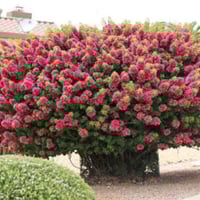 جهنمي قزمي • ستاند • خانقين