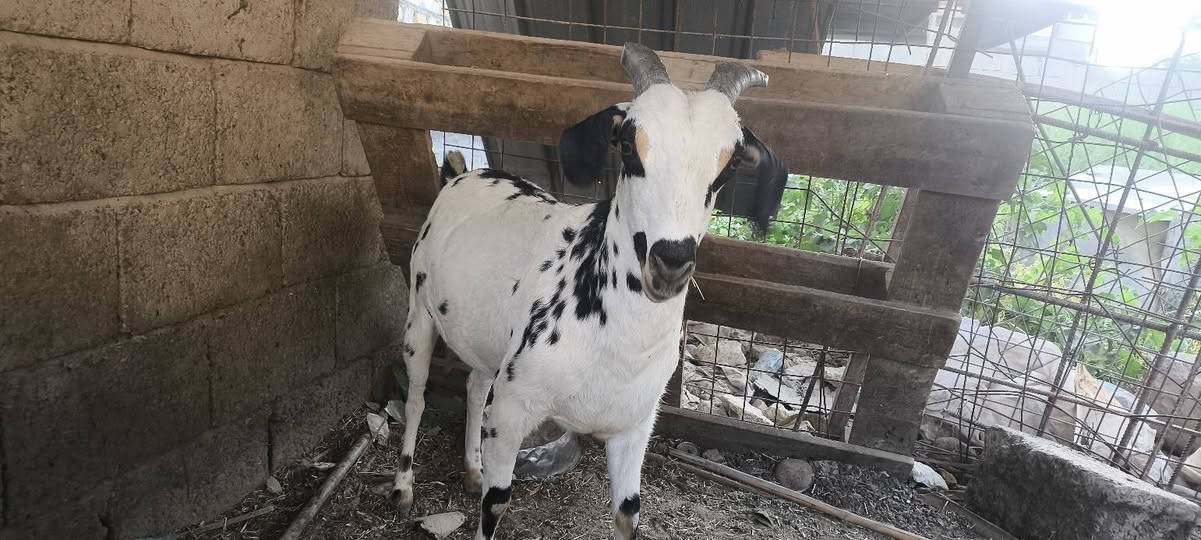 بسم الله
عنز غزلانية مال جناي والدة بطنين فقط وسمينة
داخل قضاء الطارمية 
***********
***********
