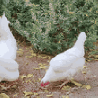 ٨ أفراخ • كوفة • توصيل النجف