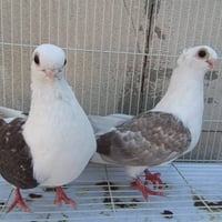 طير للبيع • حمام للبيع • طيرة بيض • زوج طيرة • طير حمام • 75 الف • باب...
