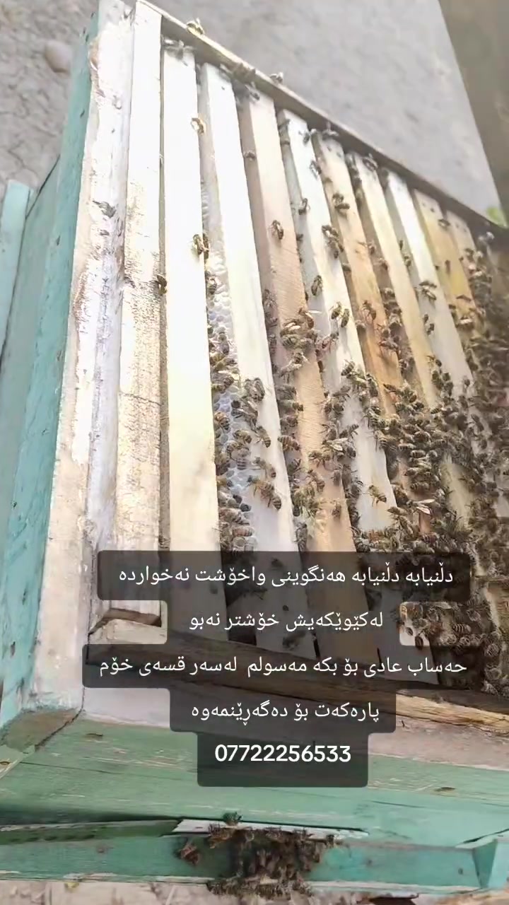 هەنگوینی سرشتی بەشەرتی هەمو فەحسێک 
بەشەرتی ئەوەی لە هەنگوینی  مێش هەنگە بچوکە کێوێکەیش بەتام تر بێت 
ئەگەر وانەبو  نەک پارەی هەنگوینەکە مەدە 
پارەی گەیاندنەکەیش مەدە 
هەرکەسێ ویستی تەلەفون بکات 
***********
واتس ئاپی لەسەرە
