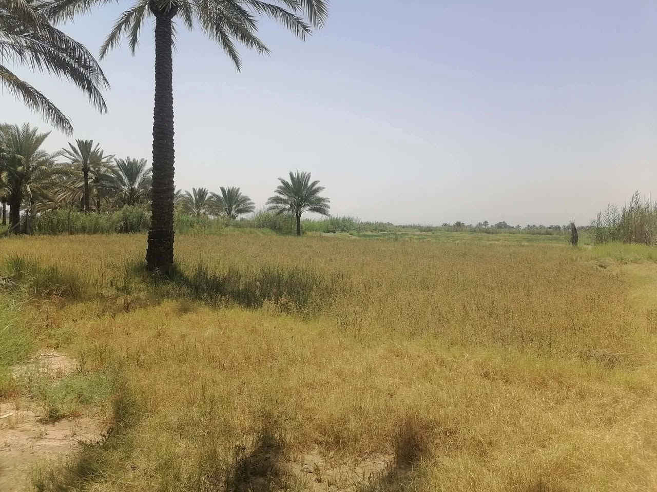 السلام عليكم ورحمة الله وبركاته
أرض زراعية للبيع بموقع مميز جداً في المحاويل – منطقة الطاهريه تبعد عن الشارع العام ٣ كيلو تبليط لحد الأرض 

✅ مساحة الأرض: 4ونصف دونم واجهيه ٦٠ محوطه ببزل 
✅ جنس الأرض: طابو زراعي سند 25
✅ تحويل مباشر باسم المشتري من صاحب الأرض
✅ تتوفر جميع الخدمات
🚰 ماء إسالة
💧 ماء للسقي
⚡ كهرباء

✅ عرض الشارع 10 متر

✅ تصلح للسكن أو لإنشاء مزرعة واستثمار ناجح

📍 موقع مميز وهادئ قريب من جميع الخدمات. والسعر مناسب


**إذا كنت صاحب هذا الإعلان وتريد حذفه لأي سبب، رجاءا أرسل رسالة إلى الدعم الفني**