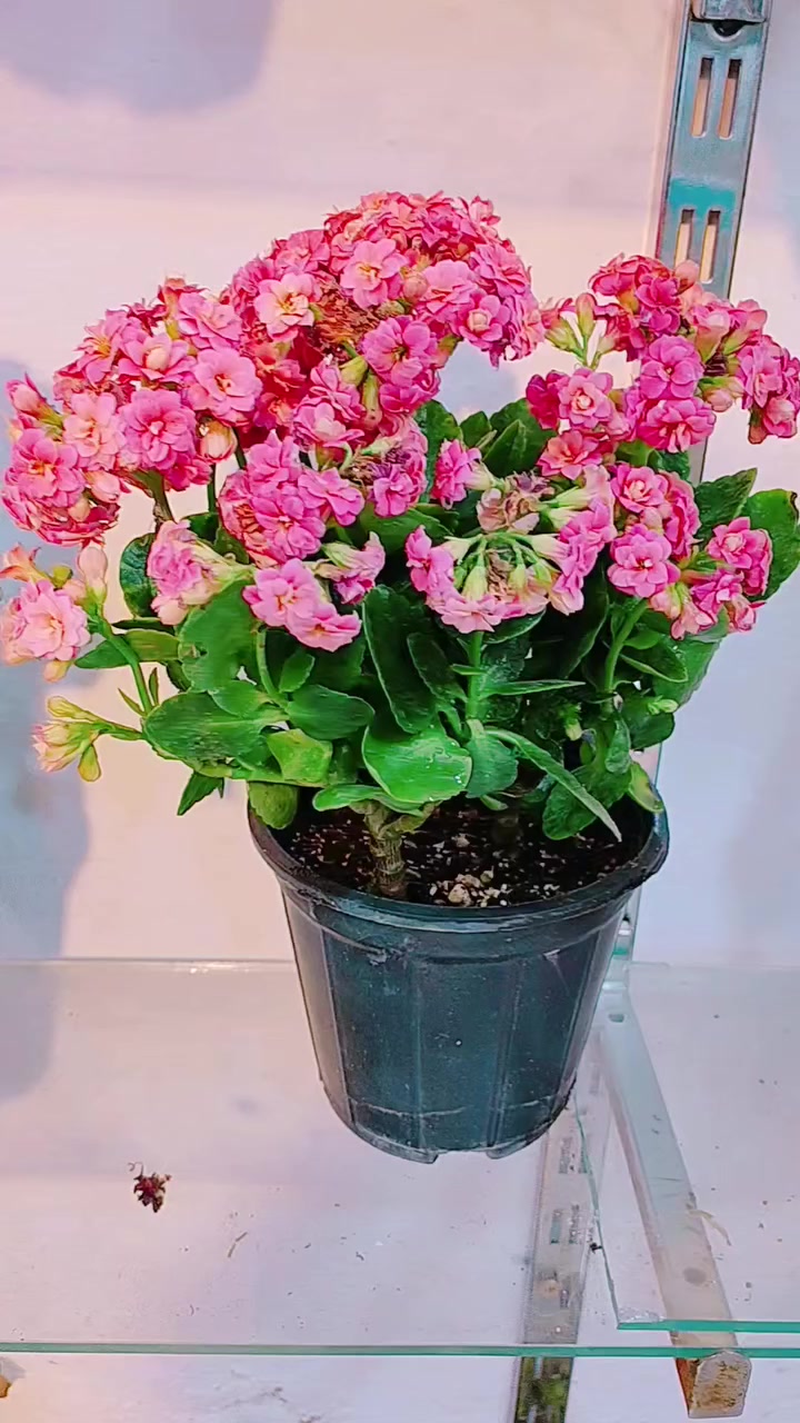 كلانشو كبير ب5 فقط 🌹


**إذا كنت صاحب هذا الإعلان وتريد حذفه لأي سبب، رجاءا أرسل رسالة إلى الدعم الفني**