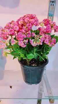 كلانشو كبير • نبات زينة