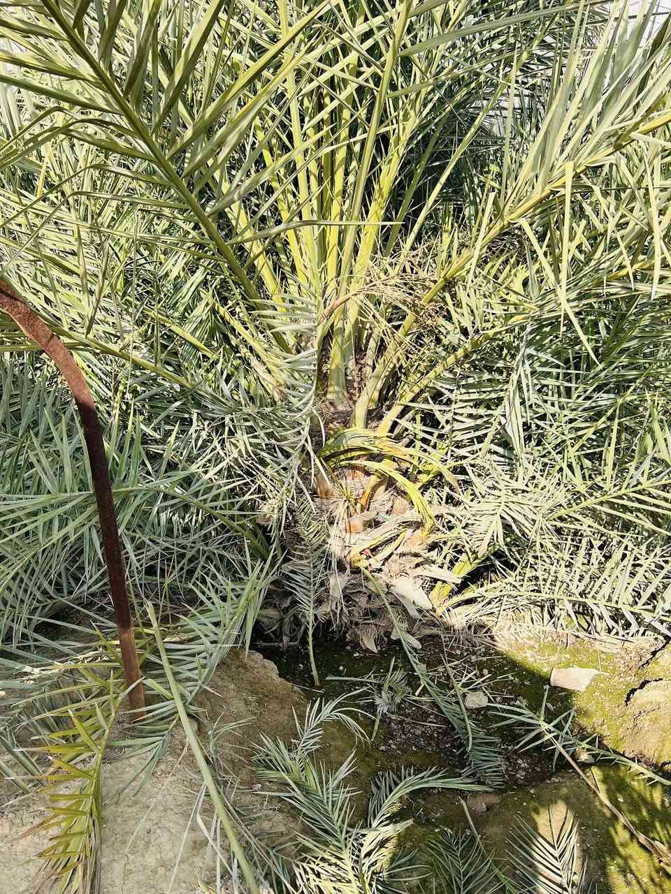 عمل اليوم في ناحية الزاب بتاريخ 11/2/2026 الأربعاء 
يم العم حسن العيسى ابو عمر 
الشغل هوا يقيم نفسو
قلع الفسائل و تكريب و تنضيف العناكيد القديمة و الأشواك 
اتصل وتدلل
للأتصال ***********
#تكريب
#تكريب_النخيل
#تكريب_وتنضيف_النخيل
