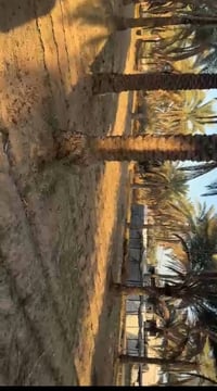 بستان • كربلاء الحر السوادة • ٢٥٠٠م