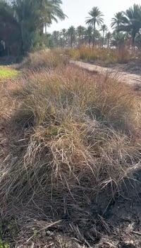 كربلاء اطوريج • دونمين 5000م • طابو 25