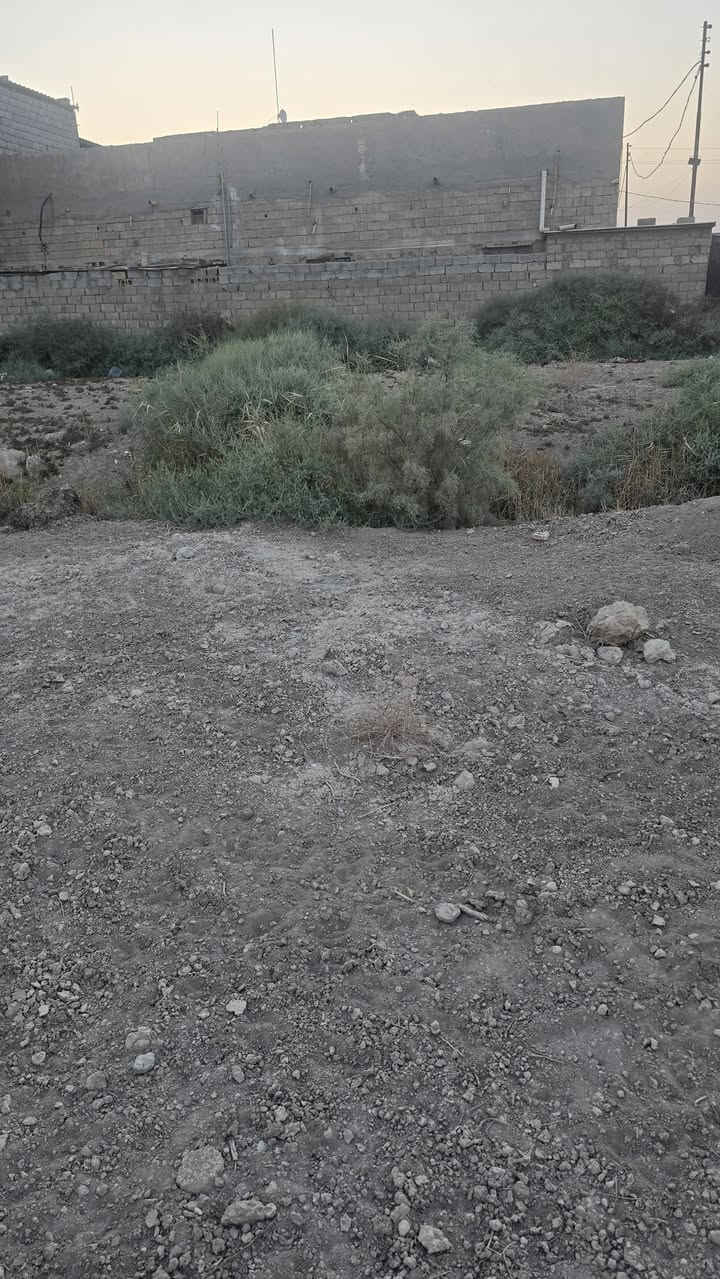 قطعه أرض للبيع مساحة 525متر طابو ملك صرف عرصه ليس زراعي  على شط فرع من شط العرب العنوان بصره أبي الخصيب منطقه باب العريض قريب على سوك جبير سعر جدا مناسب 38مليون ملحضه عرض شارع مال قطعه متر دوست رجل 🚶‍♂️ الشراي يتصل ***********
