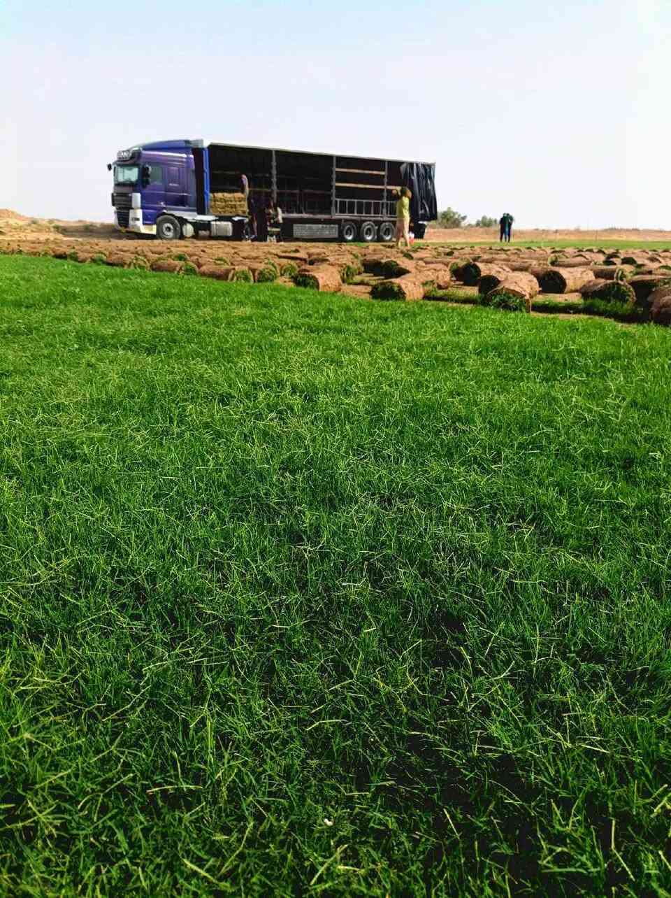 ثيل ديالى الطبيعي 
يوجد توصيل مجاني لجميع المحافظات العراق 
التواصل على  هاذا  الرقم 
***********
***********
