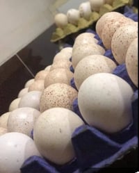 بيض • تفقيس • محاويل الصباغية