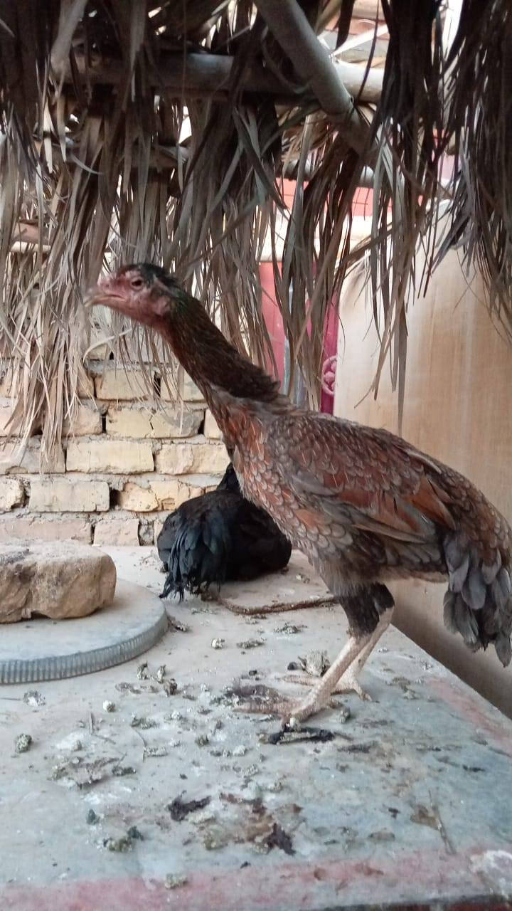 السلام عليكم متاح ديج ودجاجه قياس حلو خير من الله الديج غالب شرط اعور راحت عينه بالفكه وفكته موجوده دجاج مبزر من خيرة الدجاج للاستفسار الاتصال على الرقم *********** مكان شيخ حمد
