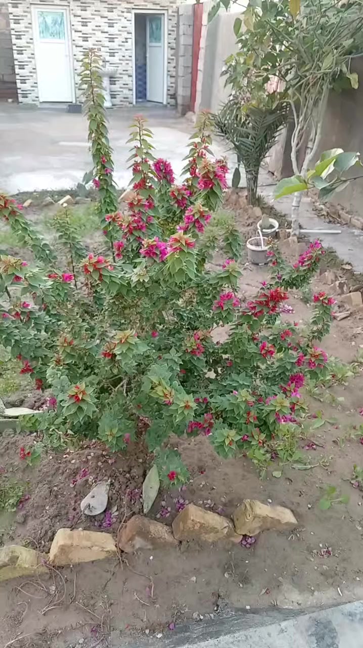 بيت للبيع حي الرسول قرب مدرسه الصحيفه السجاديه مساحته ٤٠٠ وقطعه ٤٥٠ على شارع رئيسي للتواصل ***********
