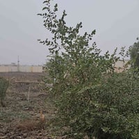 مزرعة • ٣ ونص دونم • الناصرية حي الزهور