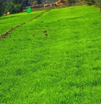 خلف جامعة بابل • دونم • سند 25