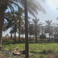 ٦ دونم • طابو زراعي • نخل ٦٠+