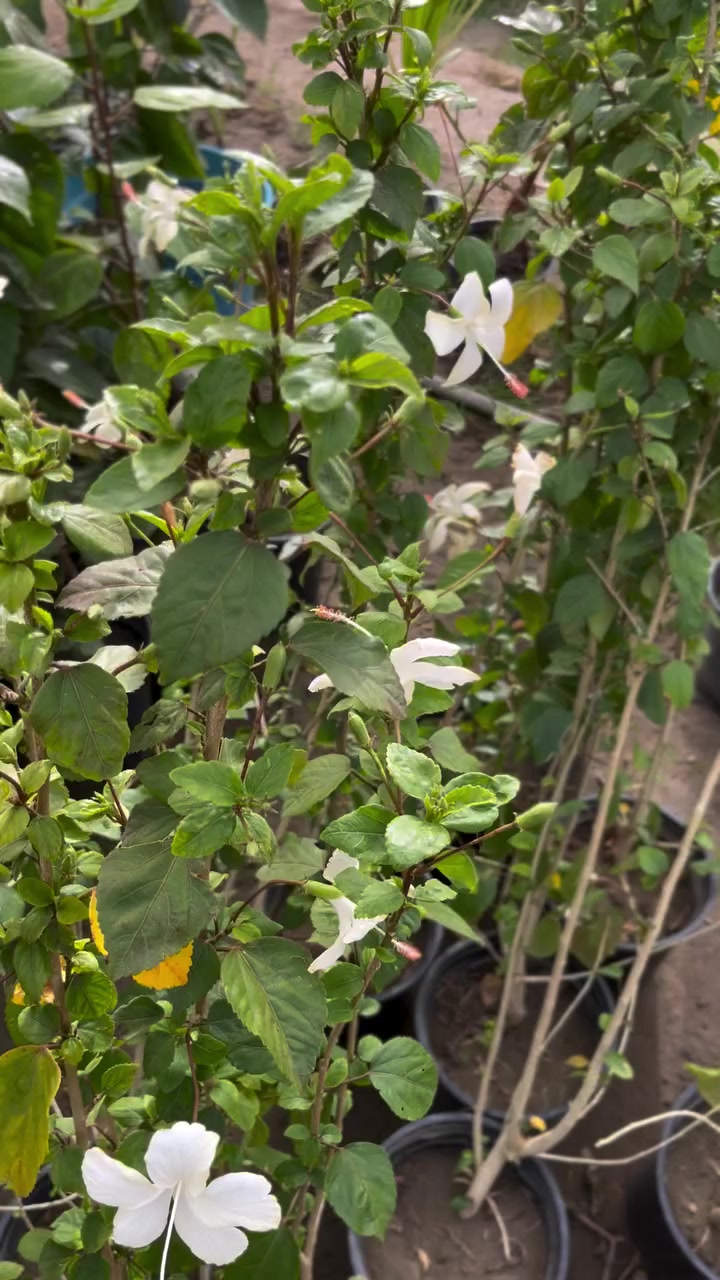 ورد الجمال ابيض


**إذا كنت صاحب هذا الإعلان وتريد حذفه لأي سبب، رجاءا أرسل رسالة إلى الدعم الفني**