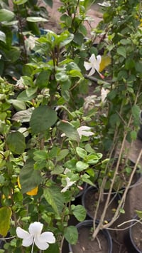 ورد الجمال • ابيض