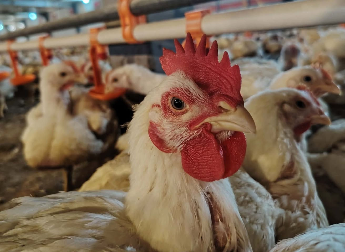 حصرا دجاجنه فقط عراقي وليس شمالي غدا سيكون أول يوم استفتاح خير توصيل متوفر دور الزراعة من الاولا للخامسه اهلا وسهلا بالجميع كل الحب والاحترام لكل اهلنا في دور الزراعة وجوارها
موقعنه دور الزراعة الثالثه يتوفر فريش مقطع افخاذ+ صدر+اركاب+اجنحه+حواصل+كبده+دجاج 🐔 كامل مقطع


**إذا كنت صاحب هذا الإعلان وتريد حذفه لأي سبب، رجاءا أرسل رسالة إلى الدعم الفني**