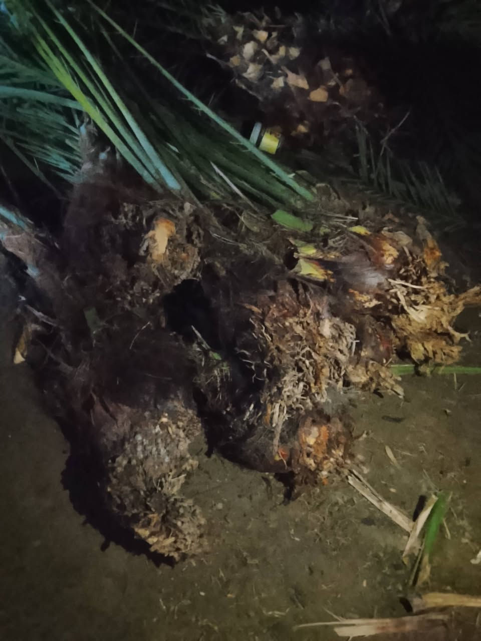 السلام عليكم اخواني موجود فسيل منوعات موجود برحي حر قلع من آلام وعندي قلع بطينه موجود بريم قلع موجود مكتوم قلع لراغب بشراء يفضل خاص يراسلني


**إذا كنت صاحب هذا الإعلان وتريد حذفه لأي سبب، رجاءا أرسل رسالة إلى الدعم الفني**