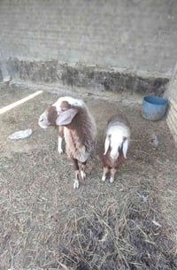 نعجة للبيع • مطفل/مضرع • كرمه بني سعيد