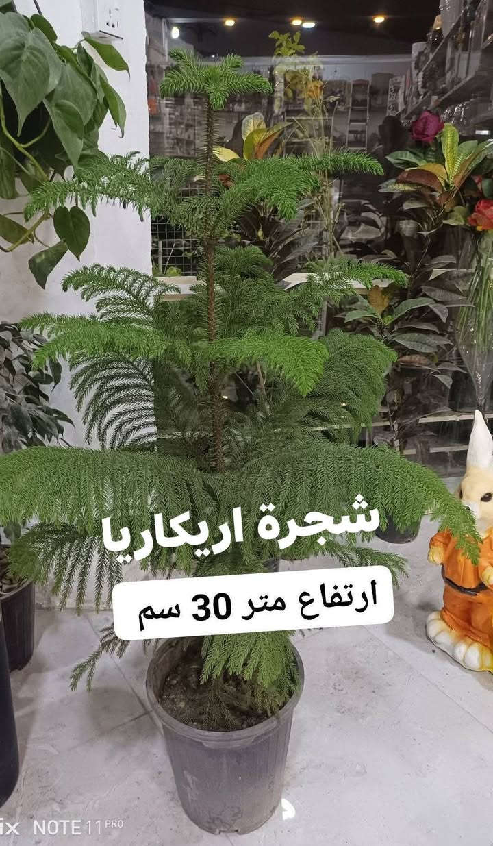 الانبار الرمادي العزيزية مكان الجديد...من جهة شارع العام  شارع ميسلون  اول فرع على اليمين *********** ... يوجد توصيل داخل الرمادي. @الجميع
