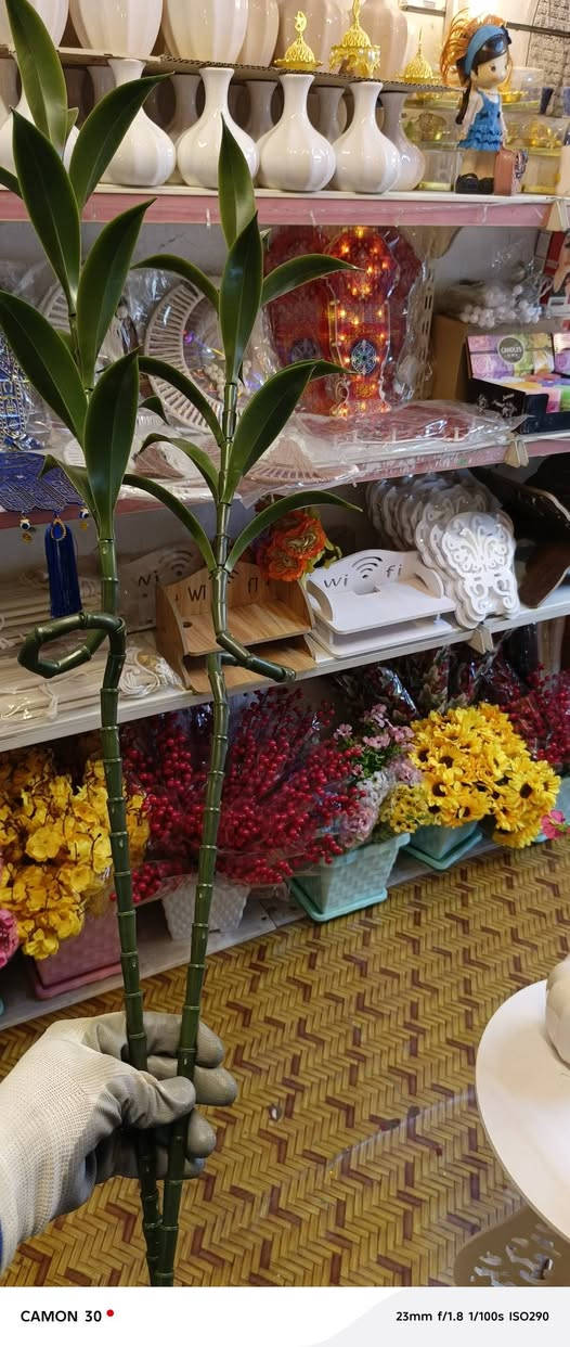 عصا موسى  &   عصا ساق البامبو

        الاصطناعية

زيتيه درجة اولى كلششش راقي وجميل تميل للحقيقية 100٪  الارتفاع متر

@إشارة #الجميع #متابعين #عصاموسى #بامبو


**إذا كنت صاحب هذا الإعلان وتريد حذفه لأي سبب، رجاءا أرسل رسالة إلى الدعم الفني**