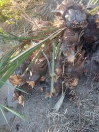 فسائل نخيل • خستاوي • توصيل