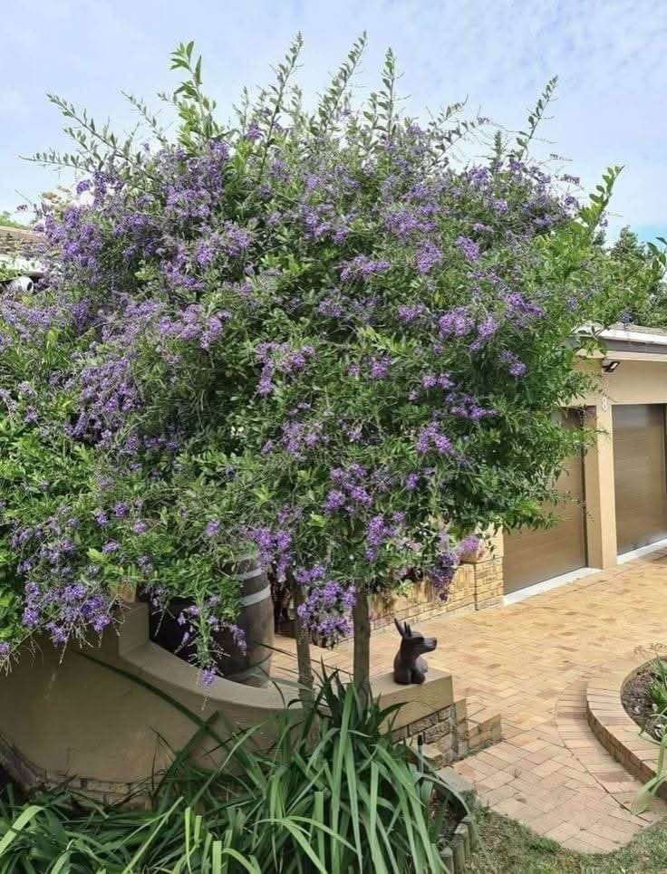 دورنتا بنفسجي 💜✨💯 
شجيرة زينة دائمية الخضرة 🌱 
من نباتات المناطق الاستوائية و شبه الاستوائية 💜💜💜💜 
تزهر خلال فصل الربيع ازهارها ذات لون بنفسجي تناسب الحدائق المنزلية
ممكن زراعتها في سنادين و تشكيلها عن طريق التقليم💜💜💜 
و ممكن تركها تنمو على ساق قائم لتصل ارتفاع مترين او ثلاث امتار💜 
نبات متحمل جزئياً لمناخ العراق 
اذا تعرض النبات الى موجات صقيع تتساقط اوراقه لكن يعود للنمو مع ارتفاع درجات الحرارة💜✨💜✨💜✨ 

قيااس النباات   1   ـم
االسعر /10 آلاف

من قلب العاصمة وإليها.. 
توصيلنا داخل بغداد فقط 🚗"
أتصل على الرقم التالي 
***********
