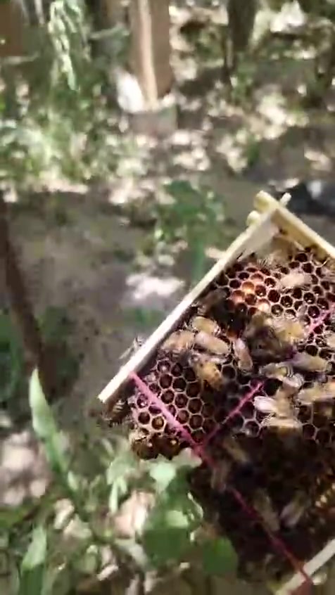 ⸻
🐝 ملكات نحل بكفاست ملقحة للبيع 🐝

متوفر لدينا ملكات بكفاست ملقحة تلقيح 26/6، جاهزة للعمل داخل الخلية.

✅ ملكات ملقحة تلقيحًا طبيعيًا.
✅ مناسبة لإنتاج العسل وتكوين طوائف قوية.
✅ يمكن بيعها مع النوية، وهي خيار ممتاز للمبتدئين ولمن يرغب ببدء مشروع تربية النحل بسهولة.
✅ ملكات سليمة وجاهزة للإدخال.

🍯 متوفر البيع:

الملكة وحدها.
أو الملكة مع النوية (حسب الطلب).

📩 للحجز والاستفسار الاتصال بالرقم : ‭***********‬
