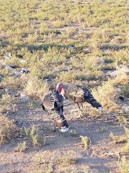 السلام عليكم.  مكلف بلنشر
متاح بصرة للبيع ست ديوك ‏
‪***********‬‏
