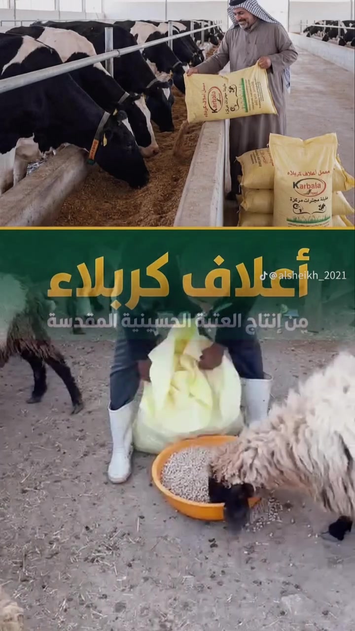 أعلاف كربلاء ؛ غذاء مدروس لتسمين صحي ومتوازن
￼⁨0772 676 9196⁩ ⁩ واتســـــاب
📣 🐔 أعلاف كربلاء انتاج العتبة الحسينية   
خبرة وجودة في تغذية الثروة الحيوانية 
🐪🐎🦙🐐🐓🦜🦤🐓🐄🐑 

ابدأ صباحك بعلف متوازن يمنح حلالك الصحة والنمو السليم

نُقدّم لكم مجموعة متنوعة من الأعلاف المصنّعة بأعلى معايير الجودة والتوازن الغذائي لتلبية احتياجات مختلف أنواع الحيوانات:
🔹 علف عجول تسمين – لزيادة الوزن بأفضل كفاءة تحويل غذائي
🔹 علف أبقار حلوب – لإنتاج وفير من الحليب بقيمة غذائية عالية
🔹 علف أغنام بادي و علف أغنام ثلاثية – لطاقة وإنتاج مثالي
🔹 علف دجاج لحم – نمو أسرع وأداء أفضل
🔹 علف دجاج بياض – إنتاج بيض مستمر وجودة عالية
🔹أعلاف كربلاء – تركيبة متكاملة لدعم النمو والقوة

📍 منتجاتنا تُصنّع بأحدث التقنيات وتحت إشراف نخبة من المتخصصين في تغذية الحيوان.
✅ الجودة التي يثق بها المربون
📞 للاستفسار وطلبات الشراء: تواصل معنا عبر الأرقام الآتية:
￼⁨0772 676 9196⁩ واتســـاب
***********--***********

#اعلاف_كربلاء_العتبة_الحسينية
#اعلاف_عالية_الجودة #تغذية_الحيوان #علف_دجاج #علف_أغنام #علف_إبل #علف_عجول  #علفة #أعلاف_ماشية #جميع_انواع_الاعلاف
