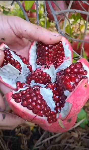 مشتل الجمعيه 💯 
قريباً جداً يتوفر رمان وندر فول ضمان💯
الدجيل الجمعيه خلف الدفاع المدني 💯
للاستفسار والحجز ***********
توجد لدينا خدمه توصيل داخل الدجيل 💯 
علما ارتفاع الشتله متر السعر 3000💯💯
