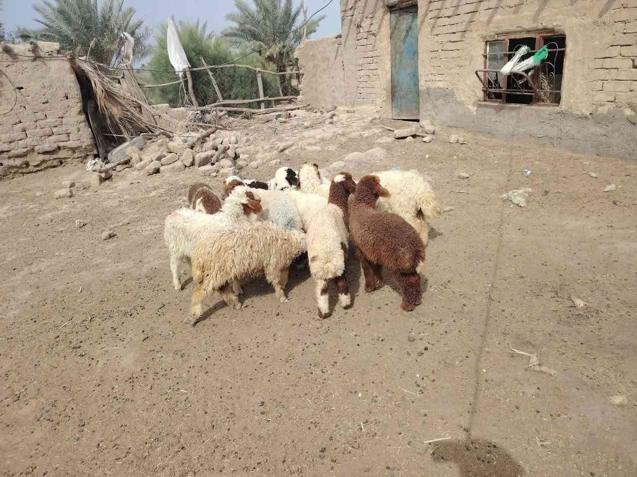 طليان للبيع العدد 11 اربع فحوله وسبعه نثايه     شرط صحاهه يرهمن ربط ذذبح  سعر واحد 150  وبيهن مجال بسيط كلش  مكاني  ناصرية الصخيين رقمي *********** شراي يتصل
