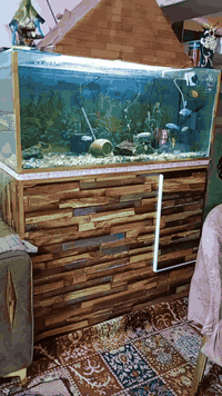 السلام عليكم حوض أسماك زينه للبيع مع كافة ملحقاتة قياس الحوض 120 ونزال 50 جام ابو العشرة السعر 165 الشراي يتصل ***********
