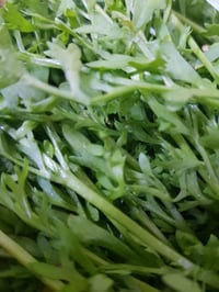 باجر الصبح • خضراوات • شبت فجل
