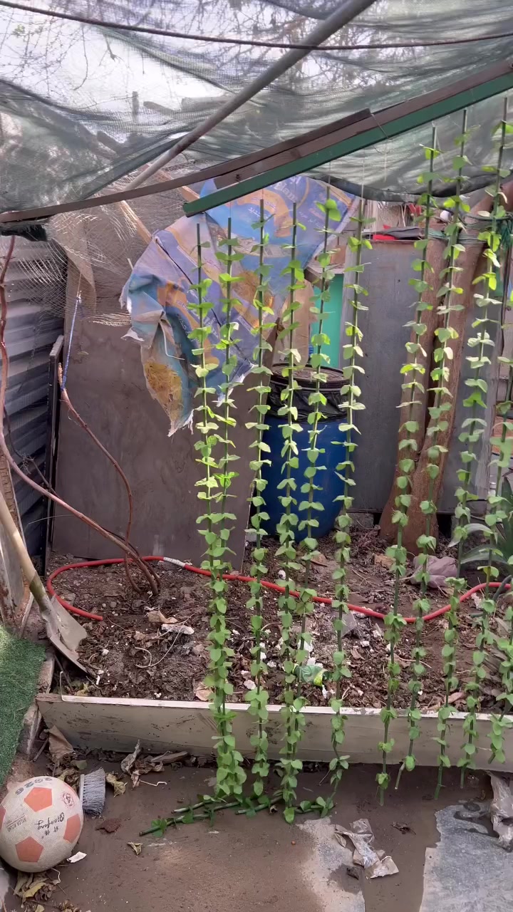 بيت ١٧٠مربع  نضيف اي نقص مابي  من مي وكهرباء ومثل موضح من نضافه بالفيديو سعر اب١٨ غرفتين وصاله ومطبخ وطارمه نفه كولش وقريب ع شارع خطوتين مكان الحريه مجمع حوانيت يم دفاع المدني ‭٠٧٧٥ ٥١٥ ٠٩١٢‬ 
لاستفسار من صاحب بيت
